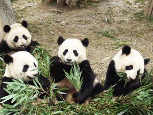 pandas chengdu
